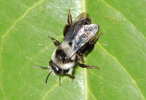 Andrena cineraria